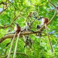 Bosque de Jozani: monos colobo en Zanzíbar