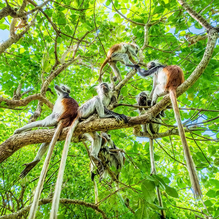 Bosque de Jozani: monos colobo en Zanzíbar