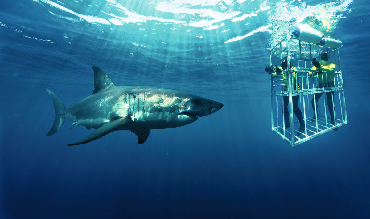 Buceo en jaula con tiburones en Cape Town
