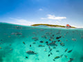 Buceo en Zanzíbar