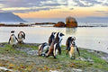 Tour con Pingüinos en Cape Town