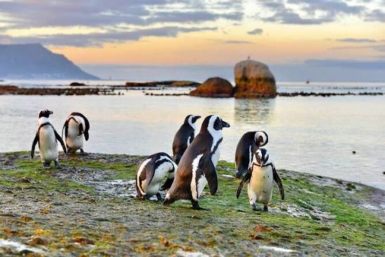 Tour con Pingüinos en Cape Town